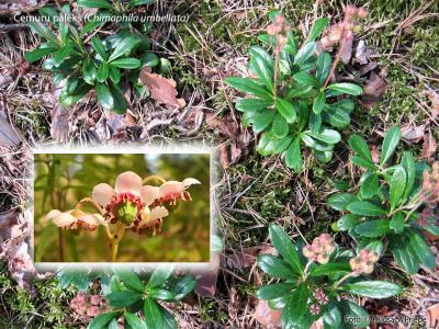 2015. gada dabas simboli