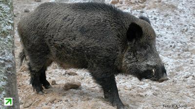 2015. gada dabas simboli