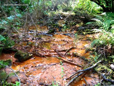 2015. gada dabas simboli