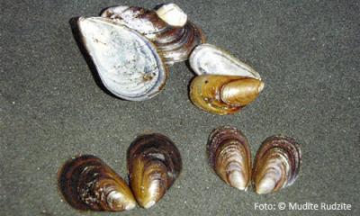 2015. gada dabas simboli