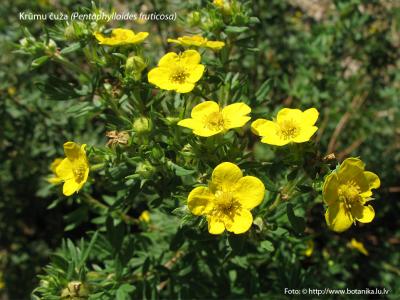 2015. gada dabas simboli