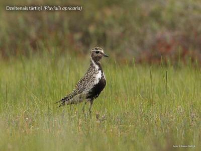 2015. gada dabas simboli