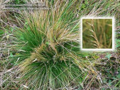 2013. gada dabas simboli