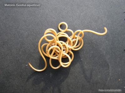 2013. gada dabas simboli