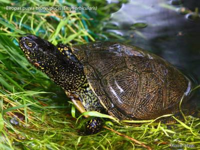 2013. gada dabas simboli