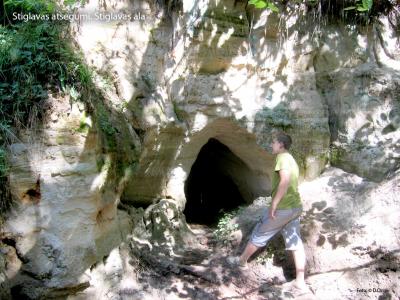 2013. gada dabas simboli