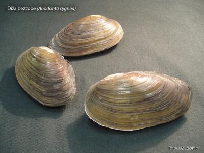 2013. gada dabas simboli