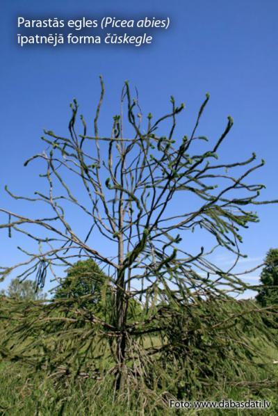 2013. gada dabas simboli