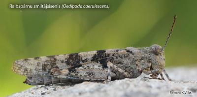 2013. gada dabas simboli