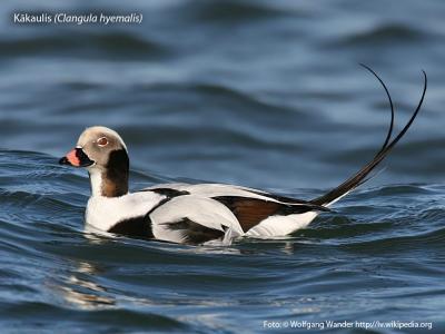 2013. gada dabas simboli