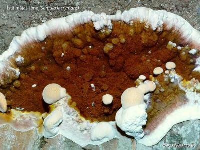 2013. gada dabas simboli