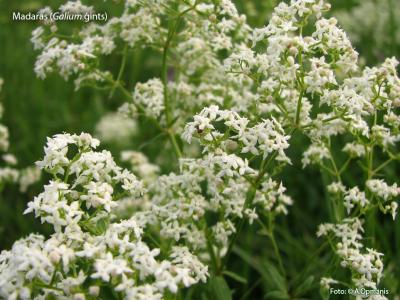 2018. gada dabas simboli