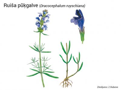 2020. gada dabas simboli