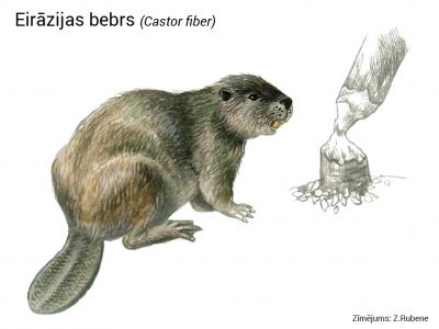 2020. gada dabas simboli