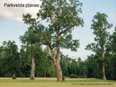 2020. gada dabas simboli