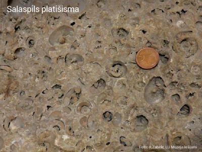 2020. gada dabas simboli