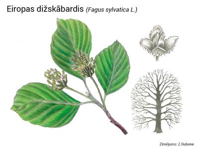 2020. gada dabas simboli