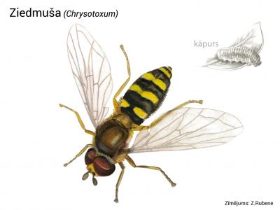 2020. gada dabas simboli