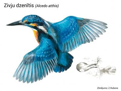 2020. gada dabas simboli