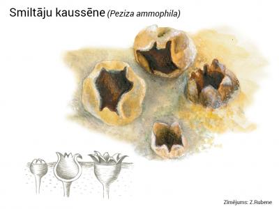 2020. gada dabas simboli