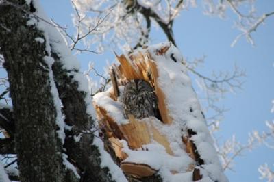 2011. gada dabas simboli