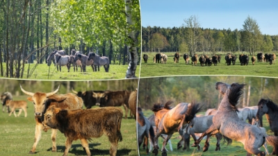 Papes savvaļas zirgi un tauri