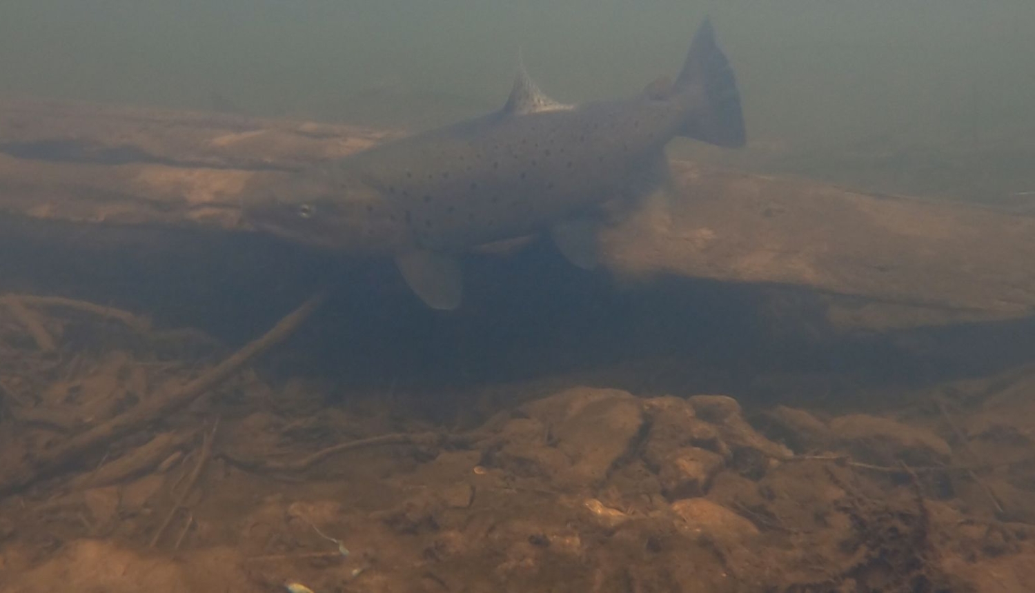 Šoruden lašupēs palielinājusies maluzvejnieku aktivitāte