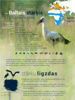 Baltais stārķis. Balto stārķu ligzdas