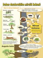 Dabas daudzveidība mirušā koksnē